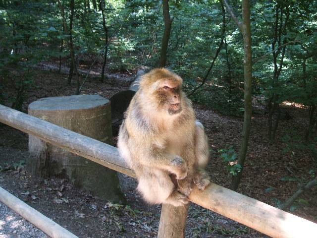 Berberaffe vom Affenberg